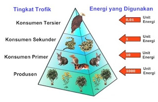  materi  Piramida Makanan / Ekologi (Pengertian, Jenis, Contoh)