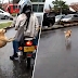 (Video) Tergamaknya buang anjing di tengah jalan...