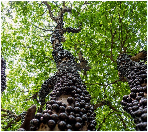 Menakjubkan ! Anggur Brazil Berbuah Dibatang Pokok 