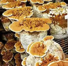 Mushroom Spawn Supplier In Nanded