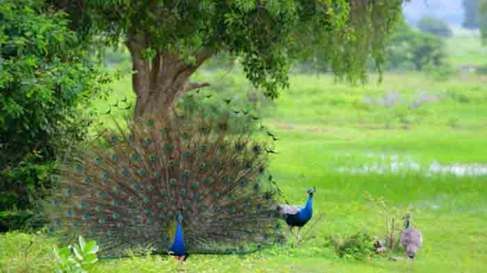 Karnataka: Man arrested for raising peacocks; adult bird seized from his residence, Bangalore, News, Karnataka, Arrested, Vigilance, Raid, National.