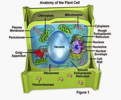 Anatomi Tumbuhan Contoh Artikel Biologi