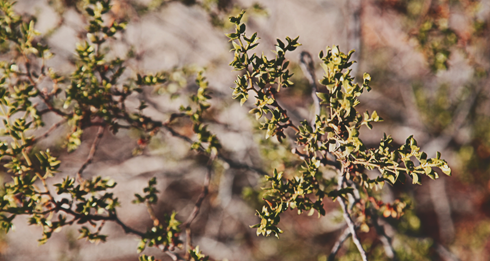 Joshua Tree National Park Desert Photography