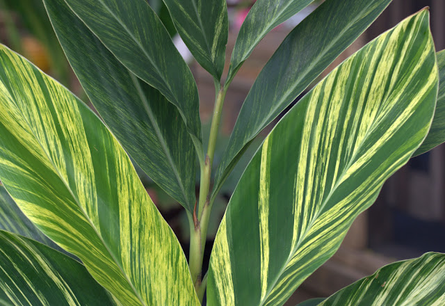 Alpinia zerumbet 'Variegata' 