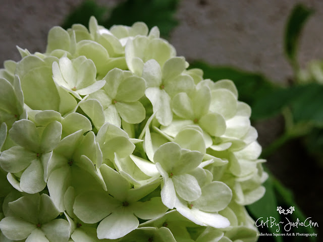 Snowball Bush Viburnum Macrocephalum