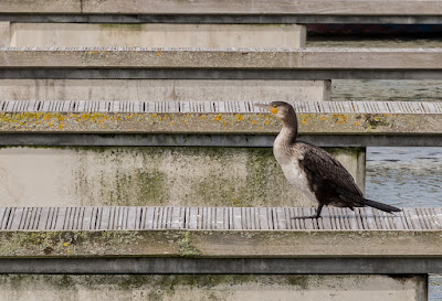 Photo of a cormorant sunning itself on a pontoon near Ravensdale