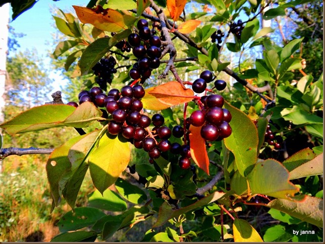 DSCN2933