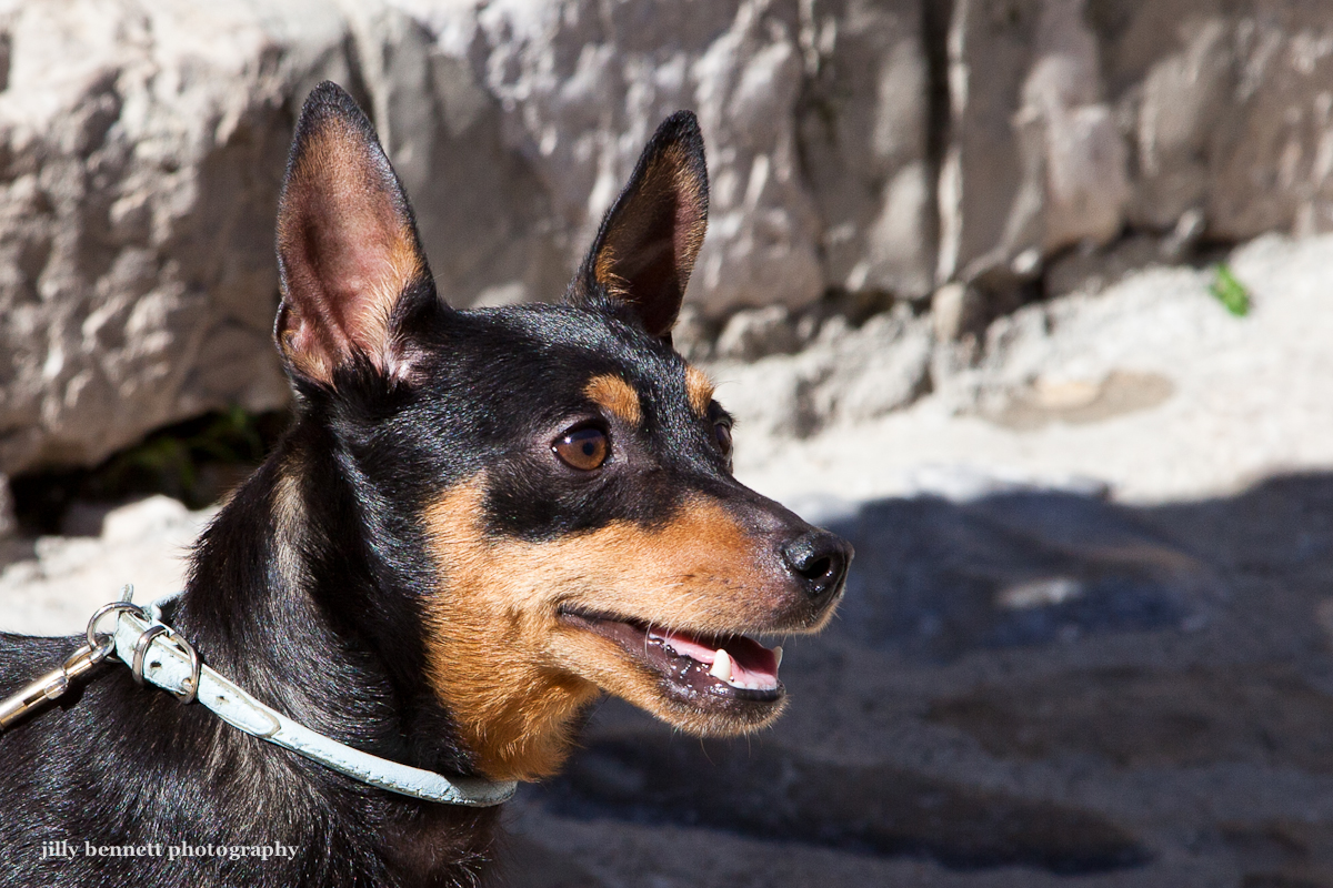 RIVIERA DOGS: September 2012