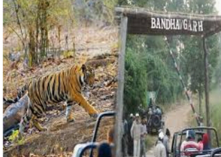  बांधवगढ़ में एक मादा बाघ की मृत्यु की हुई पुष्टि