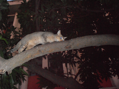 A Cat climbing  tree pictures