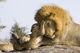 Lion cub meets his dad for the first time on Kenya, nice to meet you dad