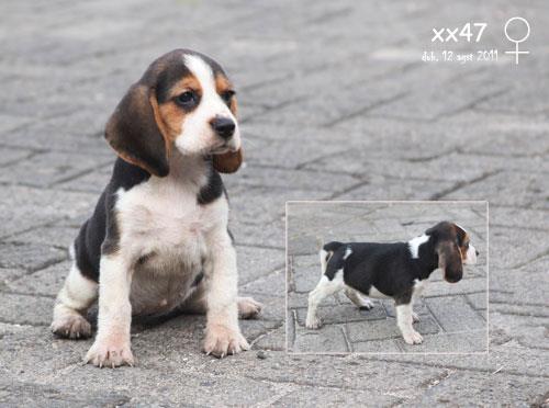 Harga Anjing Beagle