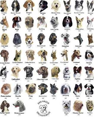   Breeds on Dogs Spitz Dogs And Toy Dogs Other Categories Are Extinct Dog Breeds