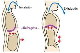 respiracion abdominal