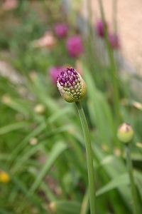 Allium Purple Sensation