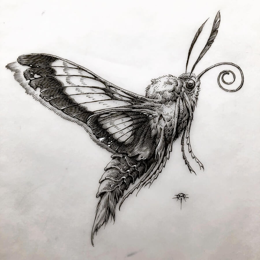 04-Moth-in-flight-Animal-Drawings-Aaron-Horkey-www-designstack-co
