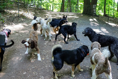 Pack of dogs playing in Sherwood Park Off-Leash Paradise