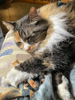 A sleeping calico cat with outstretched paws.