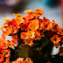 Kalanchoe, o plantă decorativă cu multiple proprietăți terapeutice | Terapia Naturistă