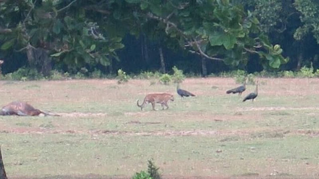 Harimau Jawa