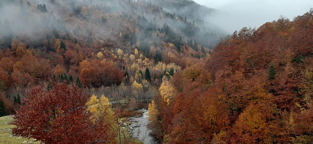 Colorido de los abetos y las hayas en otoño