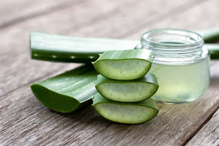 ALOEVERA images, ALOEVERA images free download without copyright