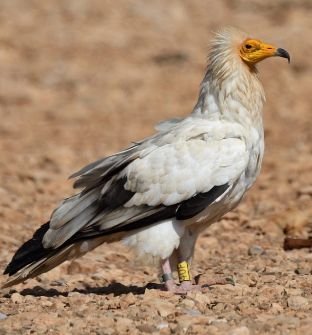 O abutre-egípcio-das-Canárias que estava à beira da extinção se recupera lentamente