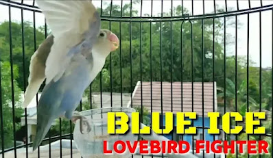 Lovebird Blue Ice