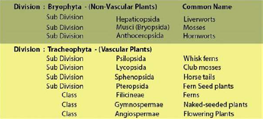 FSc Biology Part 1 XI 11th Chapter 9 Kingdom Plantae Notes Long Questions fscnotes0