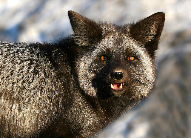 The Silver Fox: Vivacious Variant of Vulpes vulpes | The Ark In Space