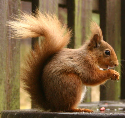 squirrel video pics squirrel nuts squirrel cartoon wallpapers