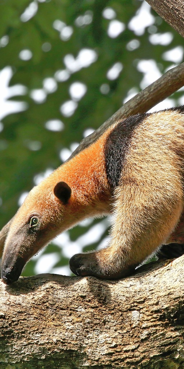 Tree climbing anteater.