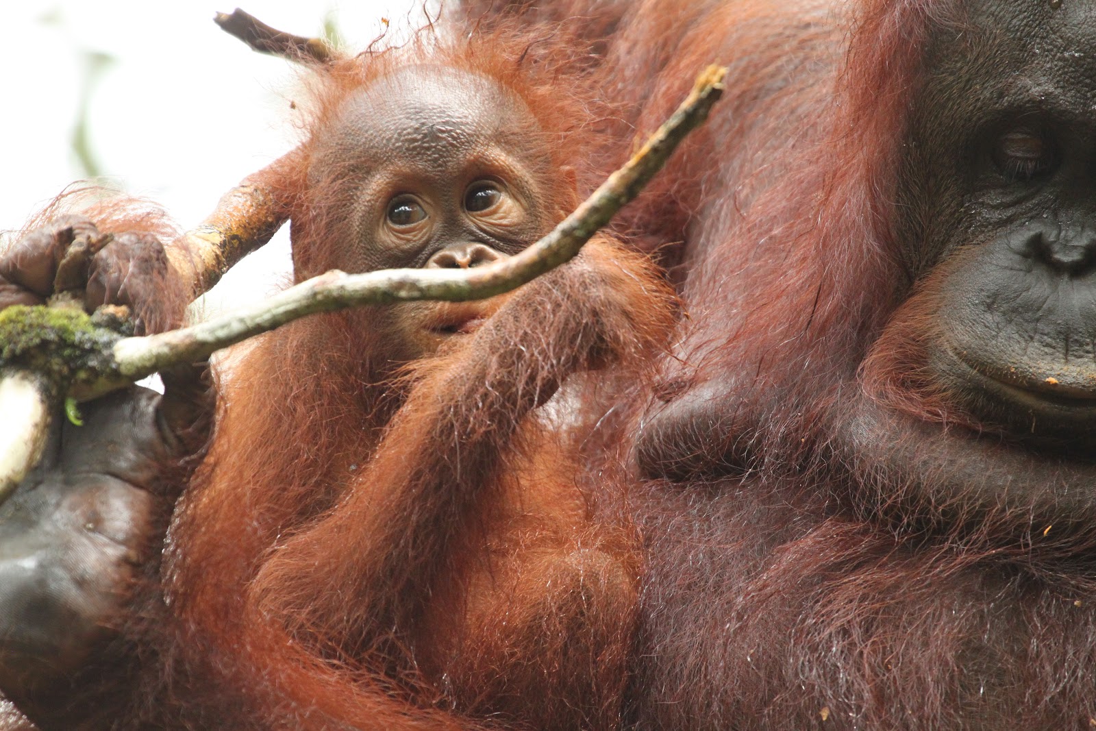 Run Wild Run Free BORNEO Of Orangutans a Wild 