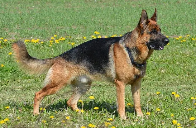 german shepherd baby price in Bhopal, german shepherd puppy sale Bhopal, german shepherd puppy purchase Bhopal, german shephard dog Bhopal