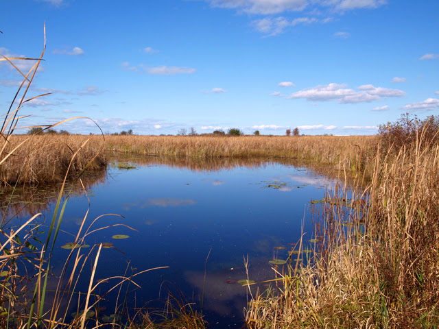 Photograph of a pond surrounded by reeds, and milkweed on shore.