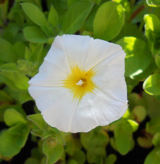 flor bella de dia