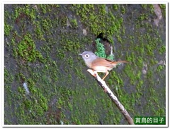 20110529_083205_012_Jhihtan_2