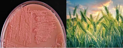 bacterial colonies and wheat field