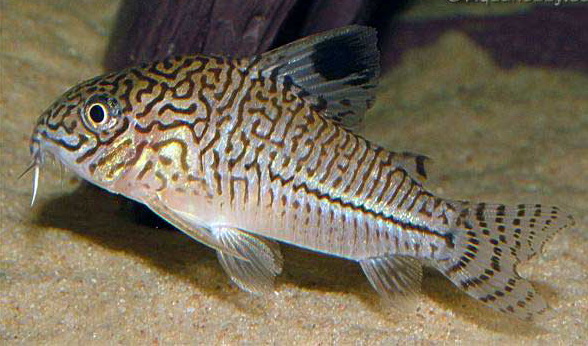 Memilih Induk Untuk Pembenihan Ikan  Corydoras  Budidaya 