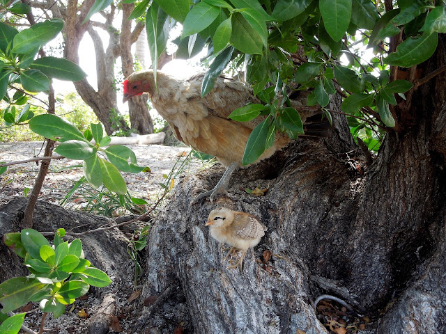 Key West chickens