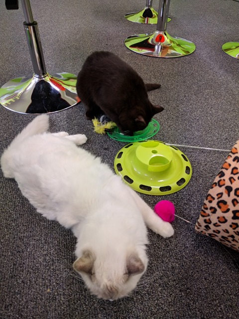 P17_NZ NI Rotorua Cat Cafe_2018-06-13_Jen_IMG_20180614_101805