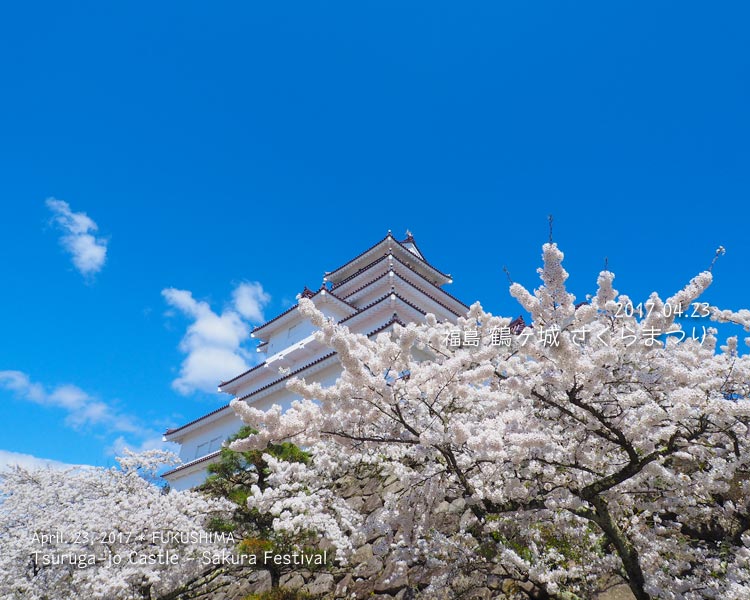 鶴ヶ城の桜（北出丸〜本丸エリア）
