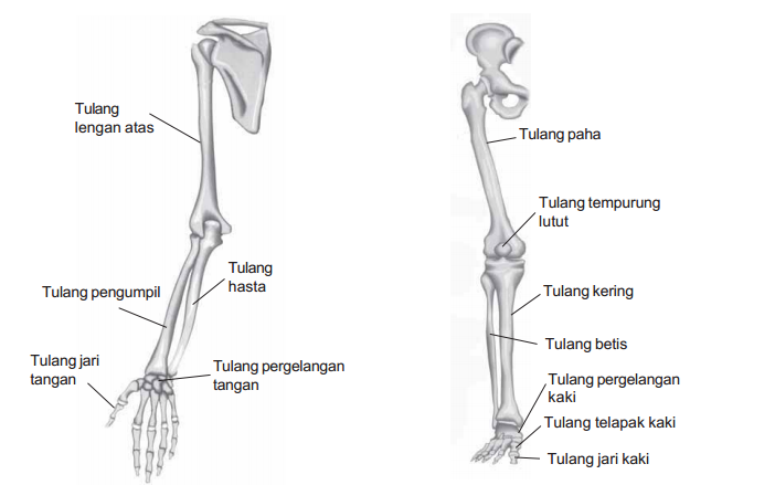 Trend Masa Kini 17+ Gambar Tulang Tangan