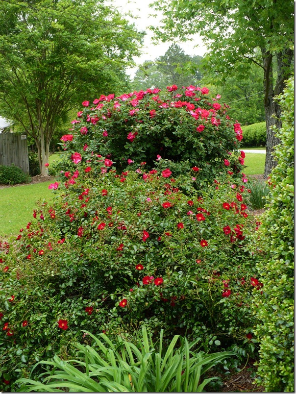 rosebed