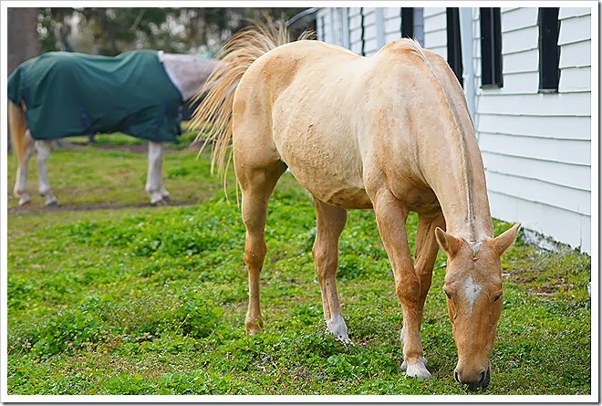 horse-public-domain-pictures-1 (1)