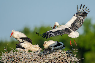 Wildlifefotografie Weißstorch Lippeaue Olaf Kerber