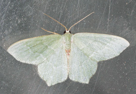 Moth, Common Emerald, Hemithea aestivaria.  Keston Common moth trap, 2 July 2011.