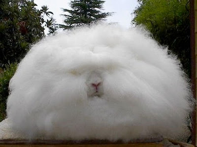 Angora Rabbit