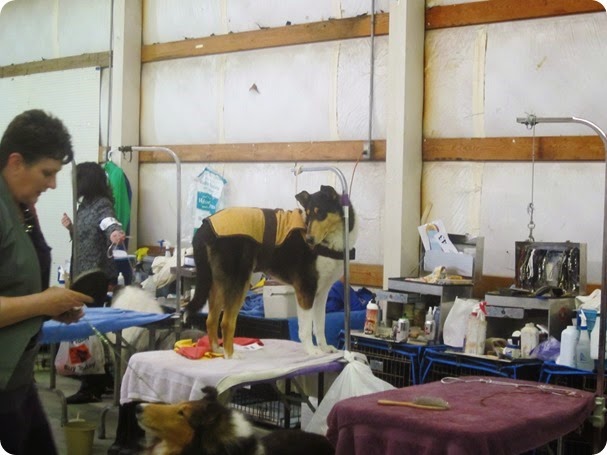 collie show14 029