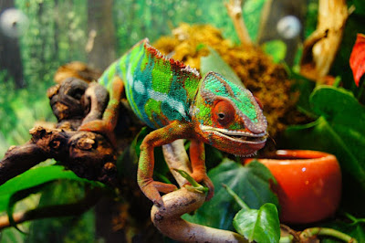 chameleon bunglon warna pelangi